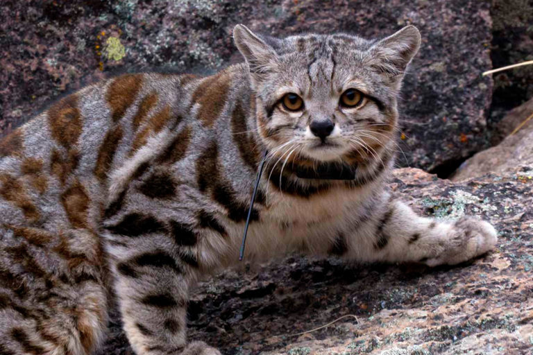 Save The Andean Cat