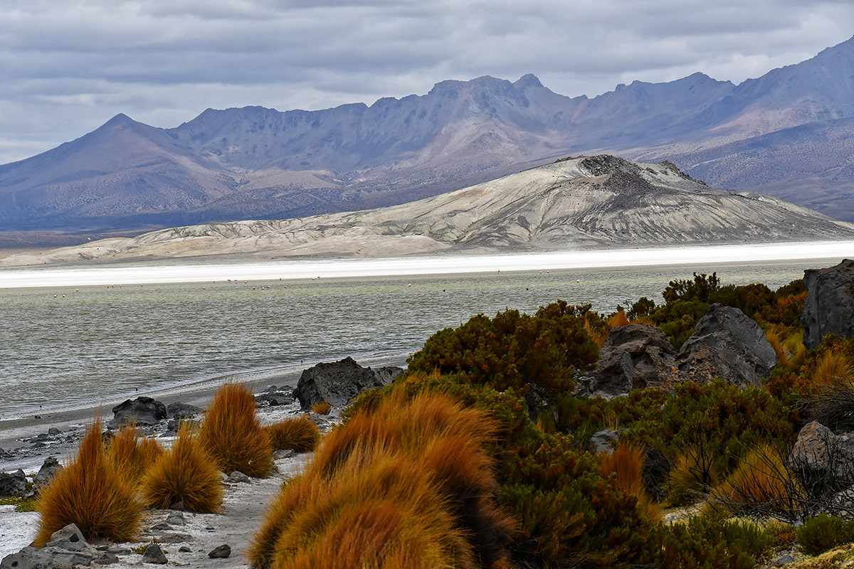 Reserva Nacional Las Vicuñas Tours Putre Arica Hotel Terrace Lodge Chile