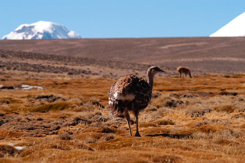 Things to do in Putre | Terrace Lodge & Tours, Putre, Arica y Parinacota, Chile