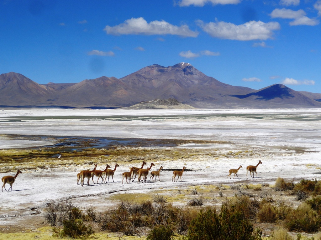 Hotel Terrace Lodge Tours and Excursions Putre Altiplano Chile